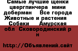 Самые лучшие щенки цвергпинчера (мини доберман) - Все города Животные и растения » Собаки   . Амурская обл.,Сковородинский р-н